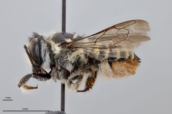Media type: image;   Entomology 789963 Aspect: habitus lateral view